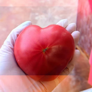 ハートのトメートー🍅🍅🍅
（キャラじゃない投稿笑）