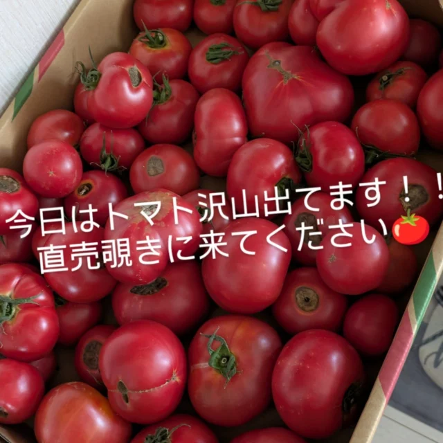 出しても出しても出しても出しても
どんどん増殖するトマト🍅
(豊作はシンプルに嬉しい）
もういい加減ハケないから
カレー作ります🙄🙄🙄
なんならミートソースも作ります😭😭😭
そんで冷凍庫へドン。