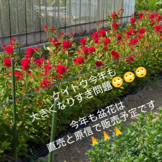 #選挙いったよ